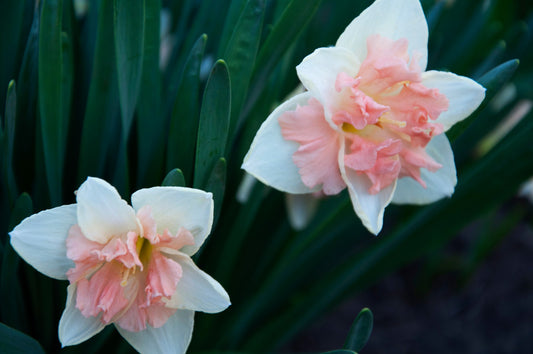 Daffodil 'Pink Wonder'