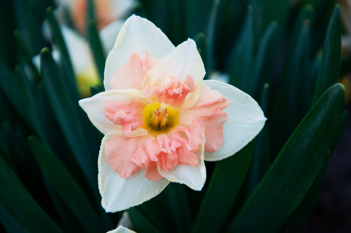 Daffodil 'Pink Wonder'