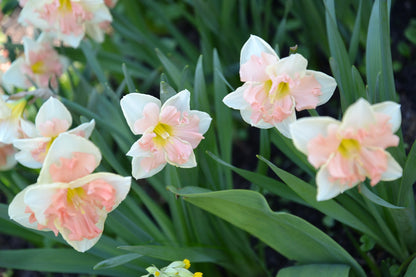 Daffodil 'Pink Wonder'