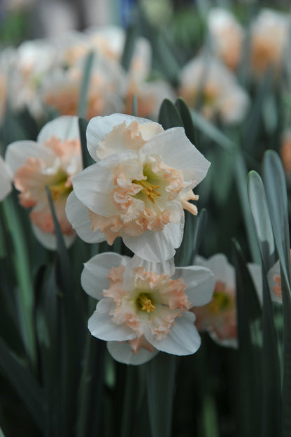 Daffodil 'Pink Wonder'
