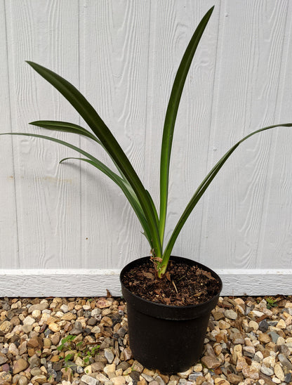 Hymenocallis acutifolia - 1 - 2 gallon pot