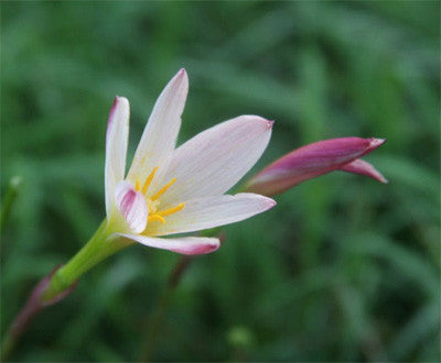 Currently Unavailable  (Pack of 3) Offers 3-5 blooms throughout entire season following summer rains. Performs well in full to sun to part shade.
