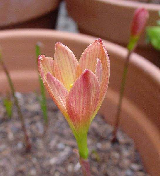 (Pack of 3) Offers 3-5 blooms throughout entire season following summer rains. Performs well in full to sun to part shade.