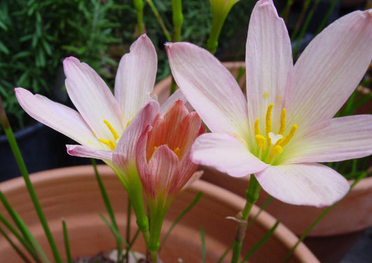 (Pack of 3) Offers 3-5 blooms throughout entire season following summer rains. Performs well in full to sun to part shade.