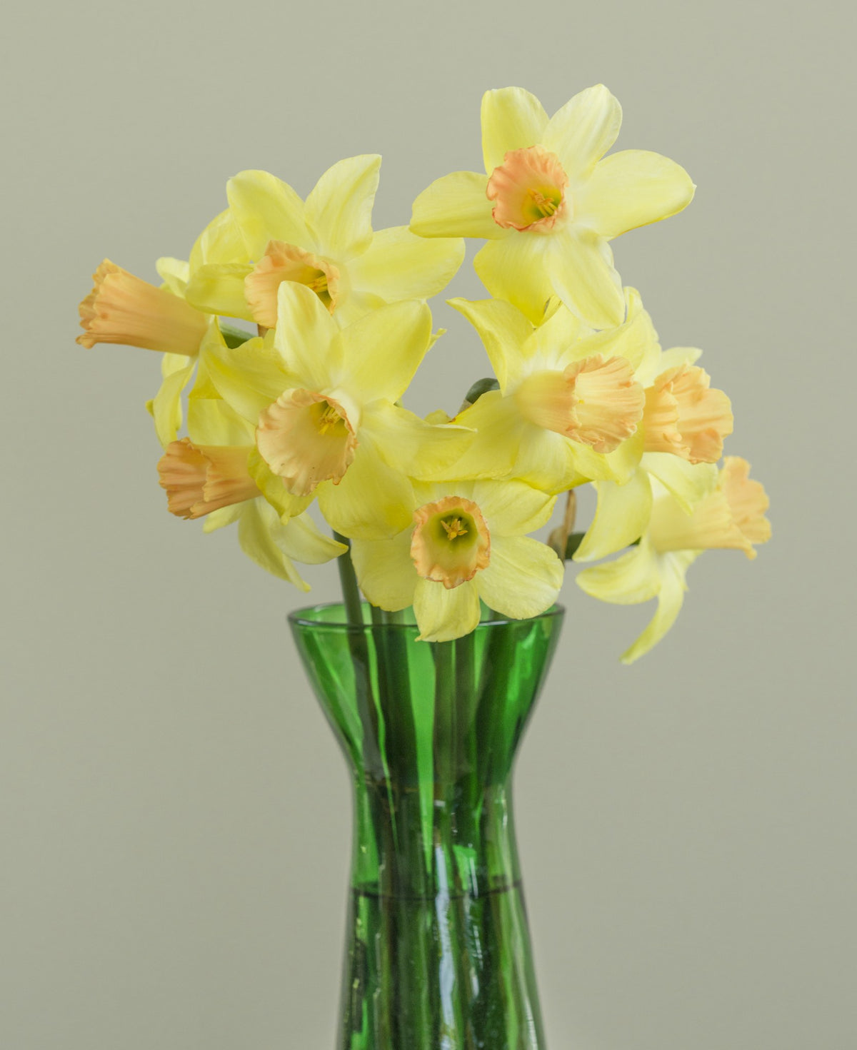 Daffodil 'Prototype'