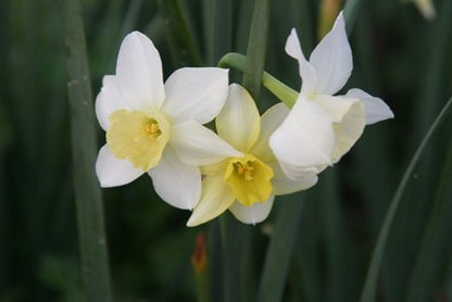 Daffodil 'Pueblo'