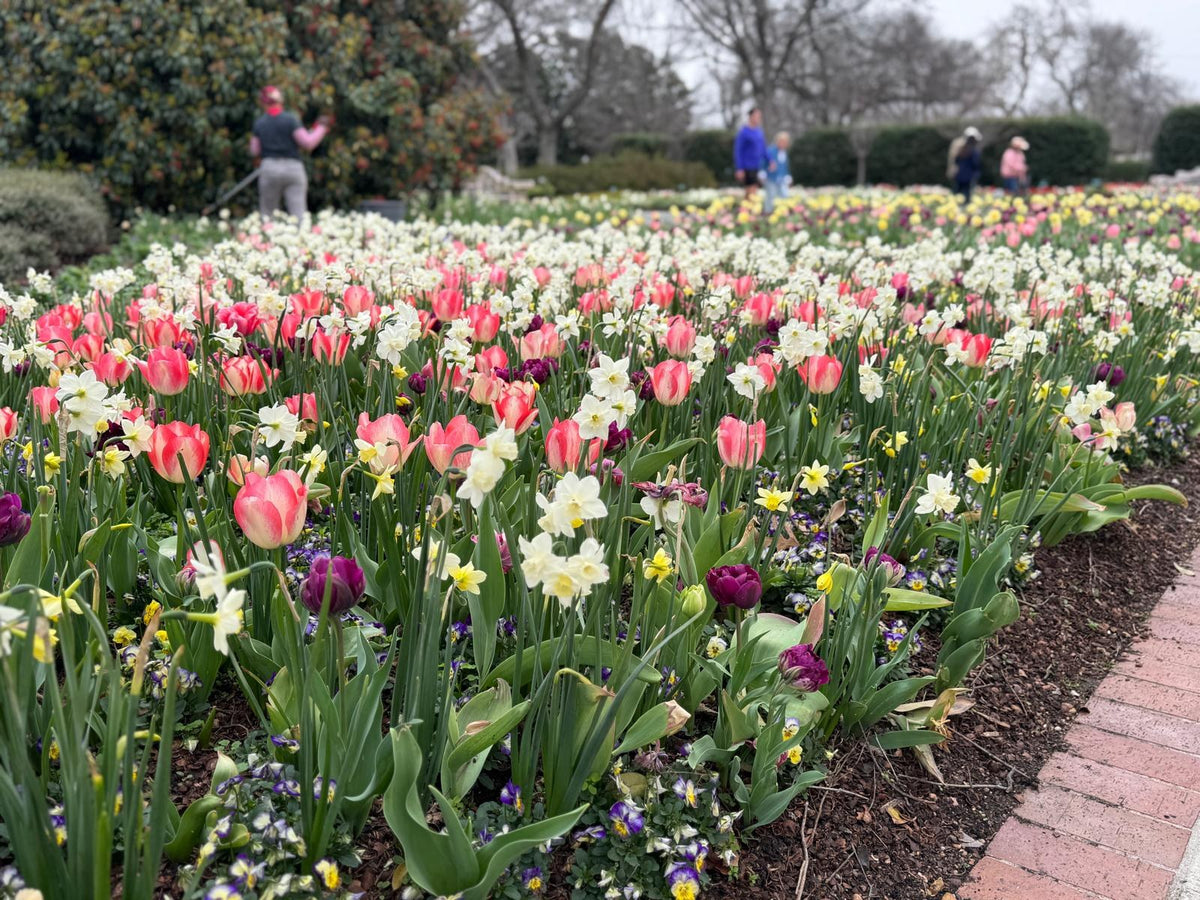 Daffodil 'Pueblo'