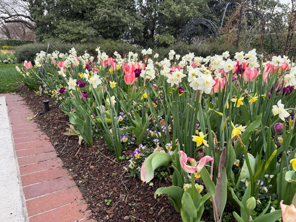 Daffodil 'Pueblo'