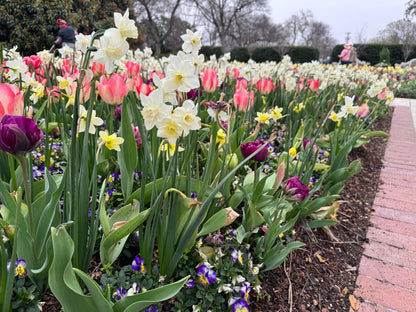 Daffodil 'Pueblo'