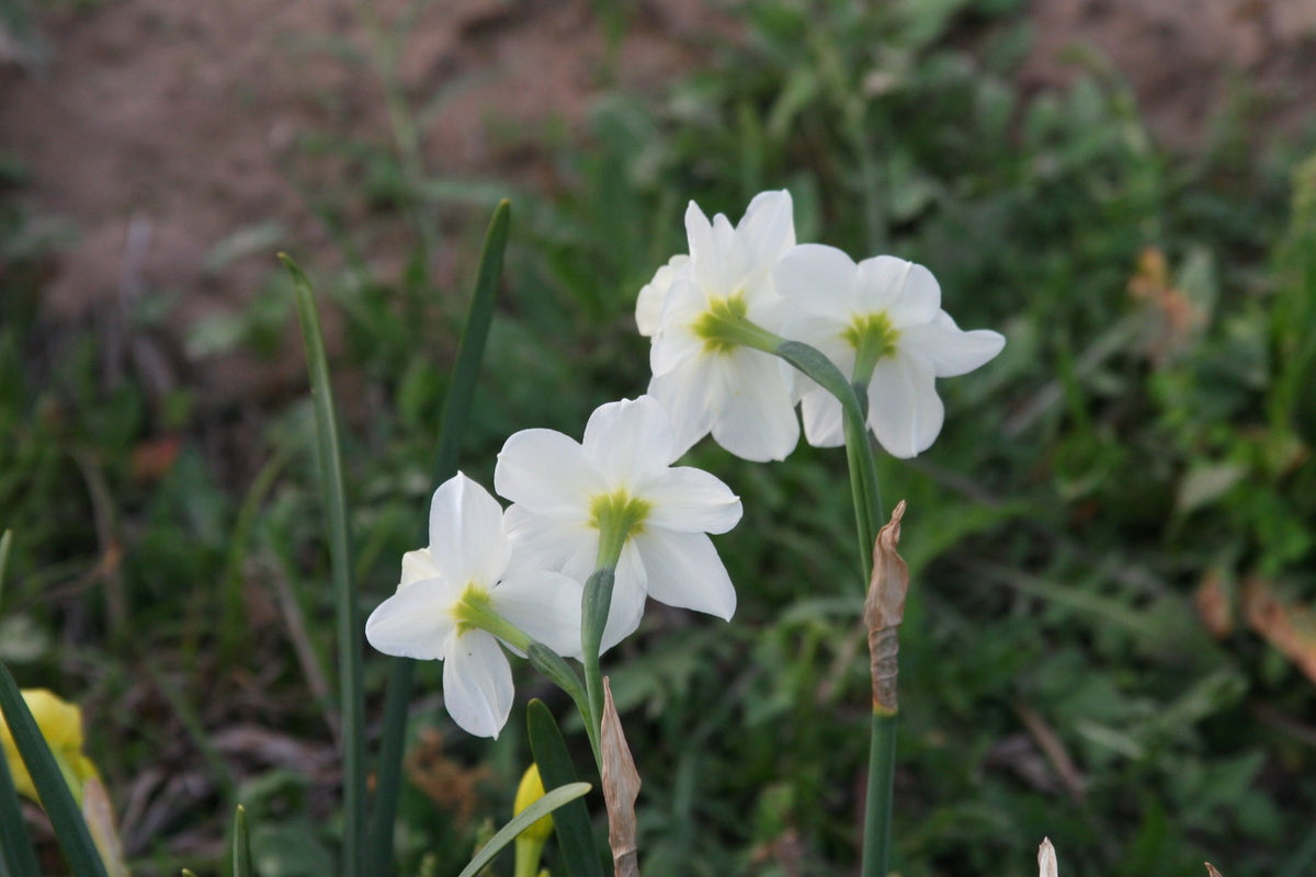 Daffodil 'Pueblo'