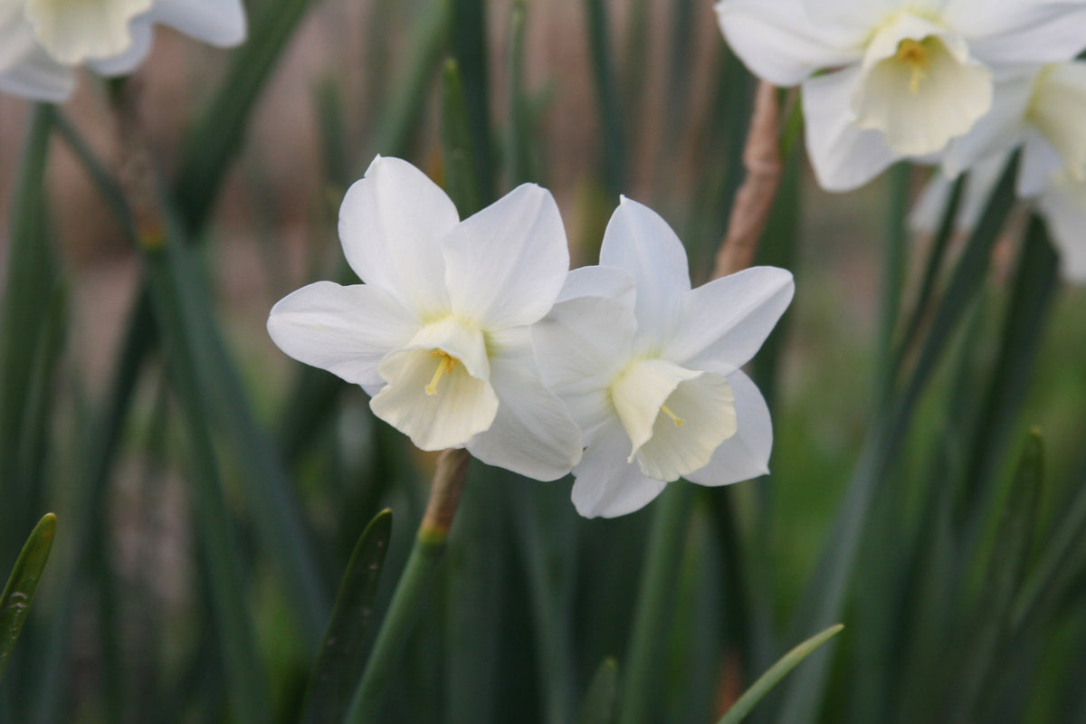Daffodil 'Pueblo'