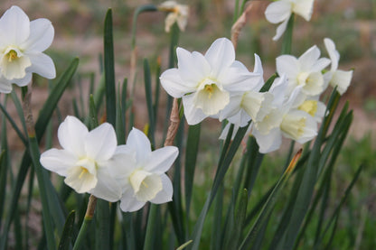 Daffodil 'Pueblo'