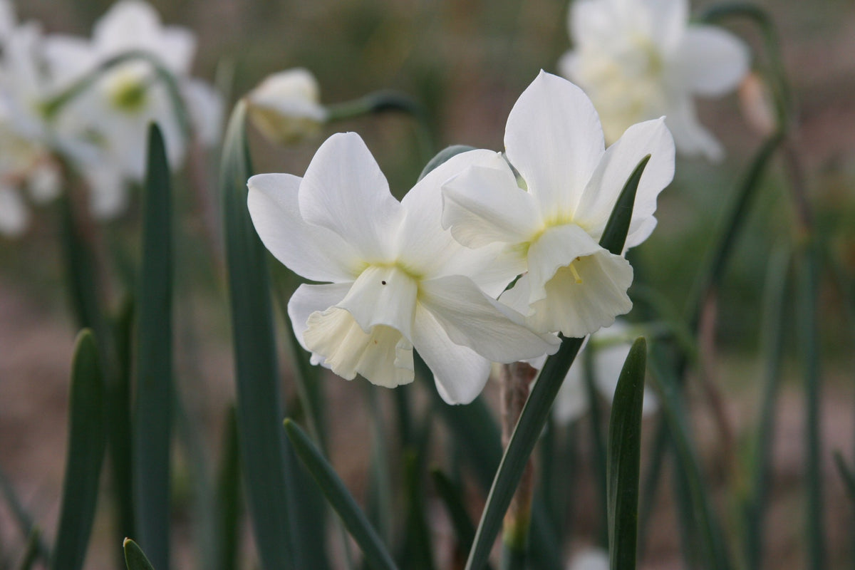 Daffodil 'Pueblo'