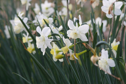 Daffodil 'Pueblo'