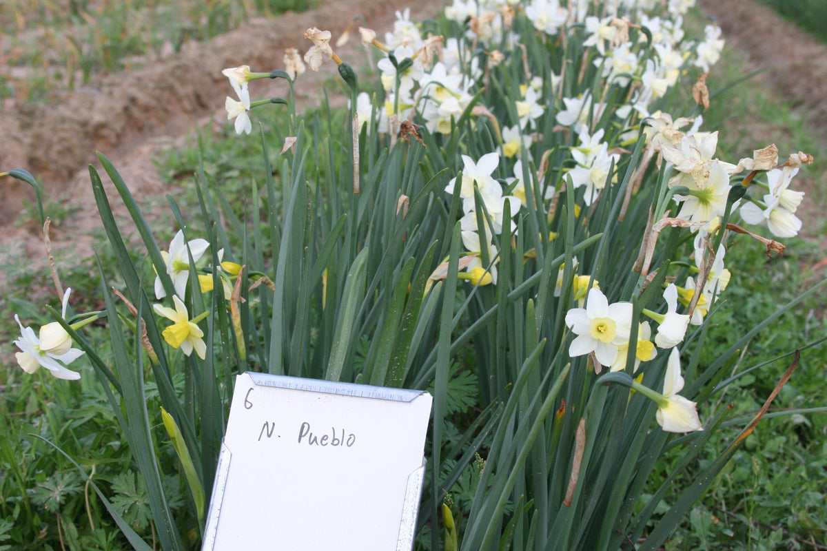 Daffodil 'Pueblo'