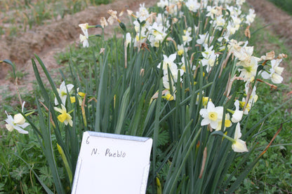 Daffodil 'Pueblo'