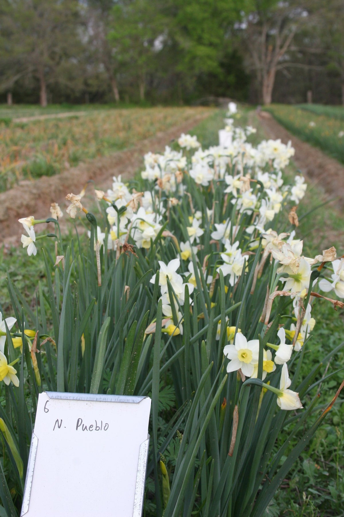 Daffodil 'Pueblo'