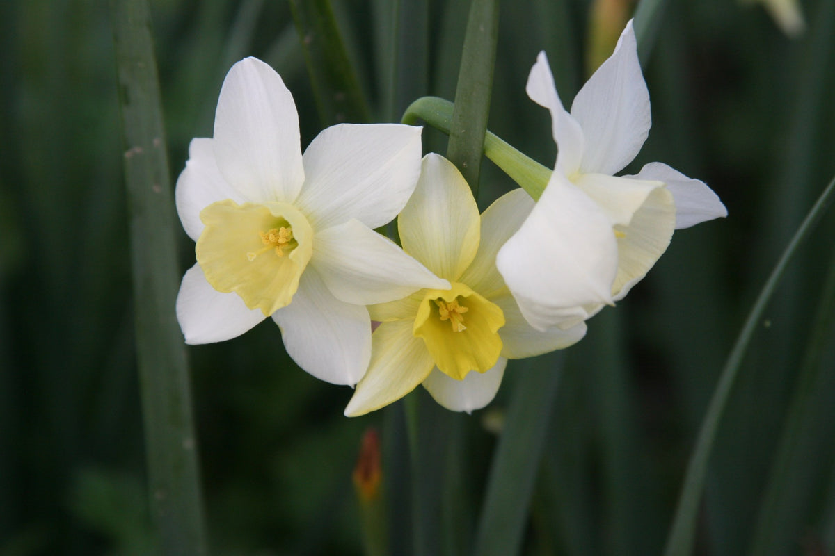 Daffodil 'Pueblo'
