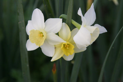 Daffodil 'Pueblo'