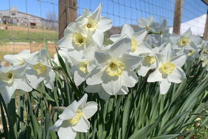 Daffodil 'Queen of the North' - 5 bulbs