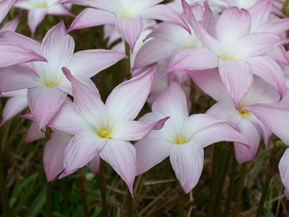 Zephyranthes 'Labuffarosa' - Pink Rain Lily - 1 - 1 gallon pot