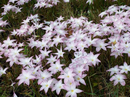 Zephyranthes 'Labuffarosa' - Pink Rain Lily - 1 - 1 gallon pot