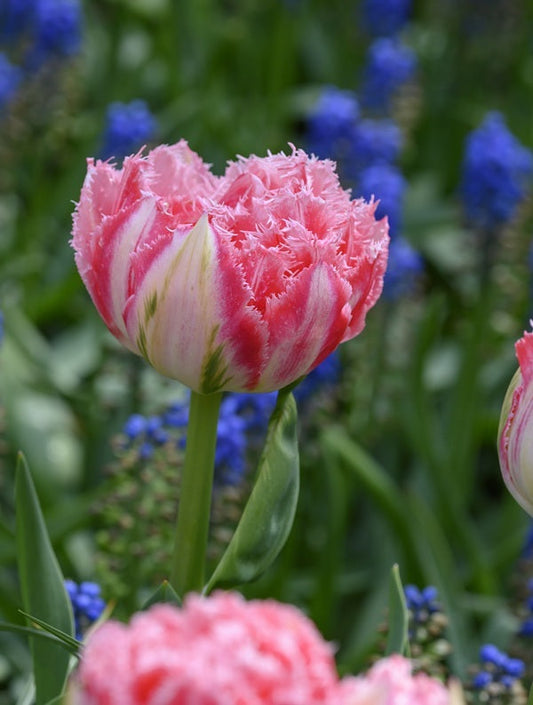 Tulipa 'Ranomi' fringed pink and white tulip