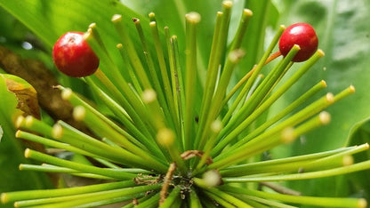 Blood Lily (Scadoxus multiflorus) - 3 bulbs