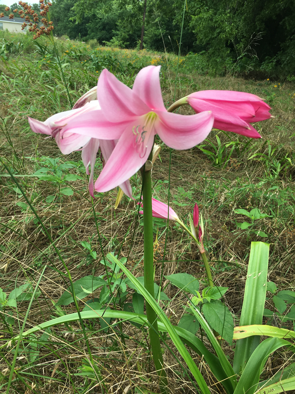 Crinum Walter Flory - 1 bulb