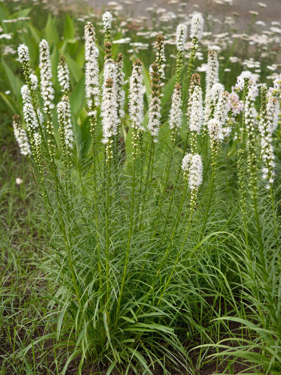 Liatris spicata 'Floristan White' - 10 bulbs