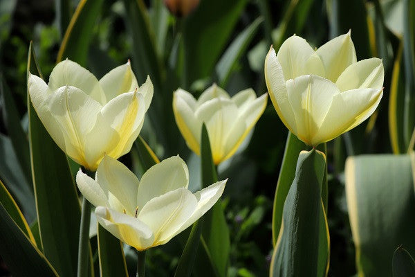 Tulipa 'Purissima' -  5 bulbs