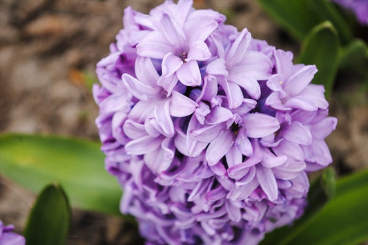 Hyacinthus Hyacinth Purple 'Splendid Cornelia' - 5 bulbs