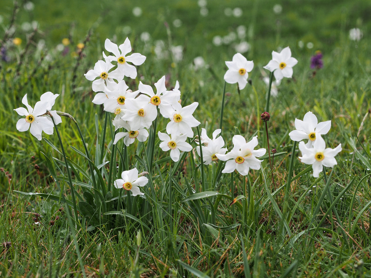 Daffodil 'Pheasant's Eye' - 5 bulbs