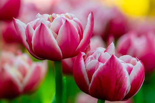 Tulipa 'Columbus' - 5 bulbs