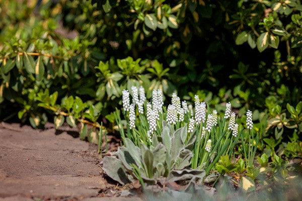 Muscari armeniacum album "White Grape Hyacinth" - 20 bulbs