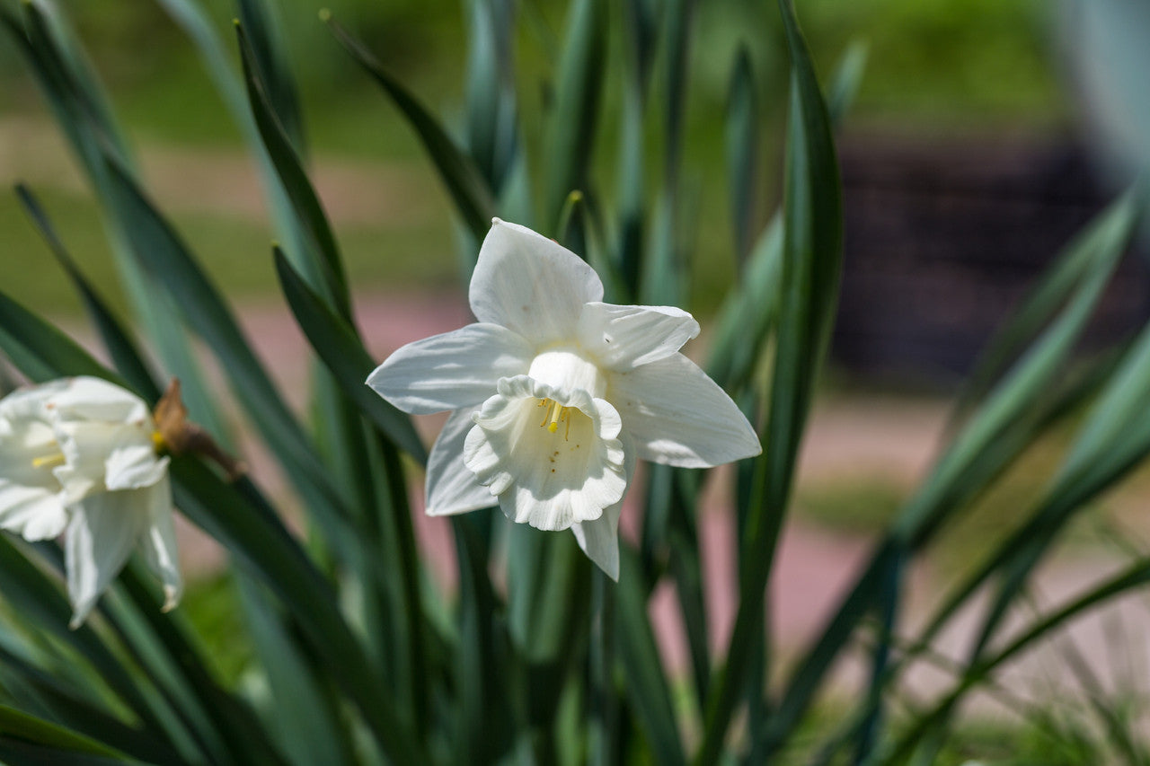 Southern Bulbs Daffodil Mount Hood - Thumbnail 5
