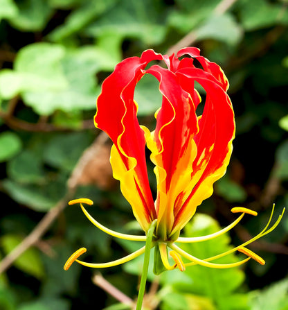 Gloriosa rothschildiana (Super Fire Lily) - 5 tubers