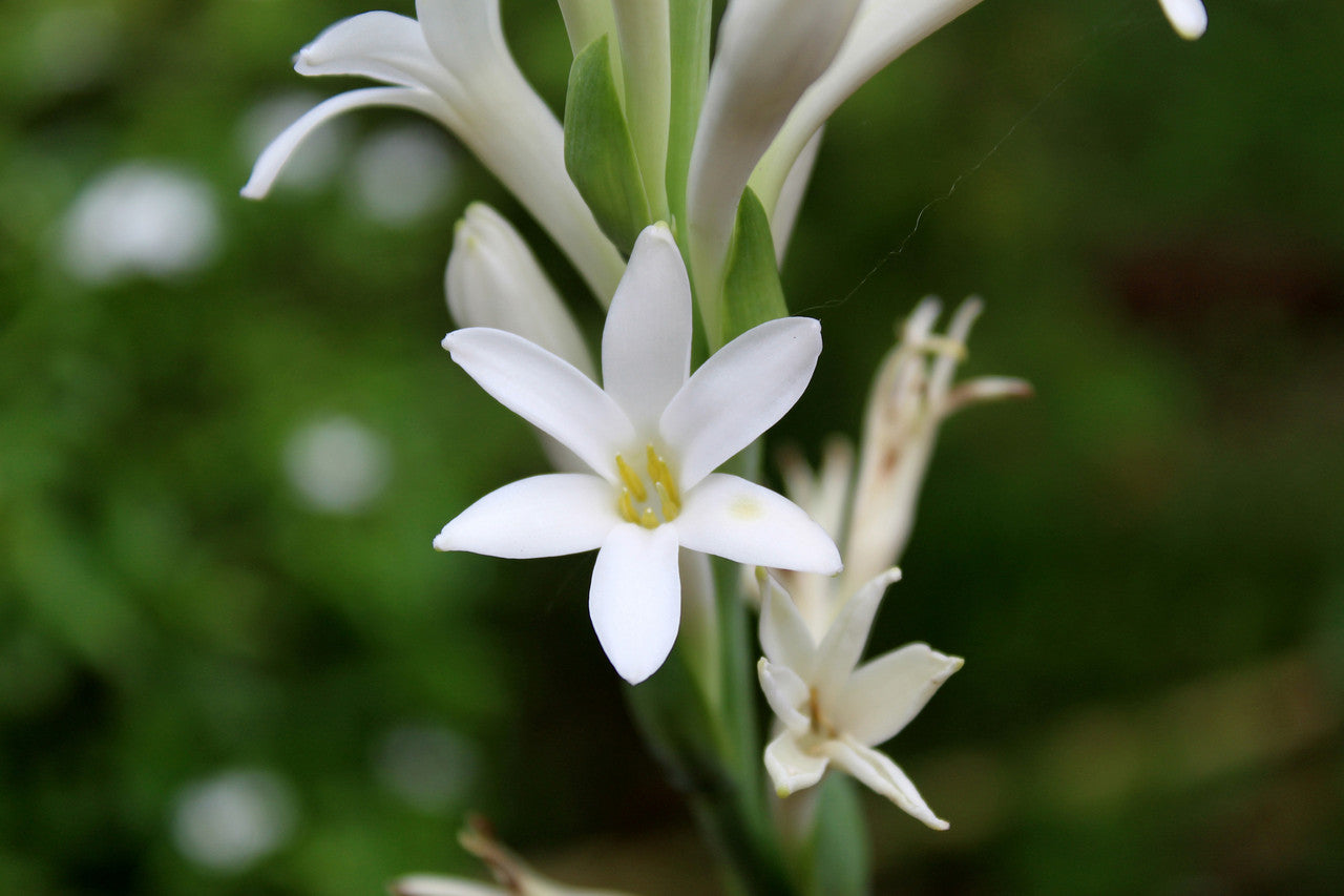 Single Tuberose (Polianthes) 5 tubers