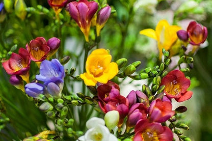 Freesia refracta (mixed) - 5 bulbs