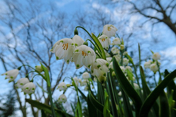 Leucojum aestivum 'Giant Snowflakes' - 10 bulbs
