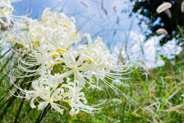 spider lily white care White Spider Lily (Lycoris albiflora)