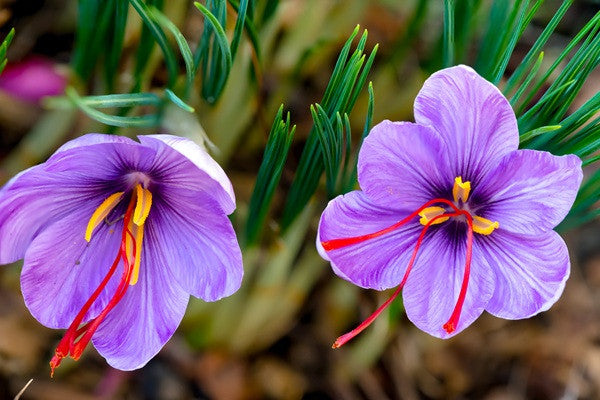 Crocus Sativus "Saffron" - 10 bulbs