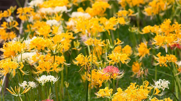 yellow spider lily meaning Yellow Spider Lily (Lycoris aurea)