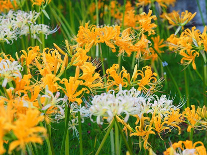 Yellow Spider Lily (Lycoris aurea) - 5 bulbs