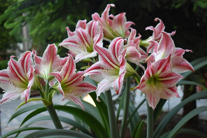 Hippeastrum vittatum - 3 bulbs