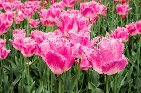 Tulipa 'Fancy Frills' - 5 bulbs