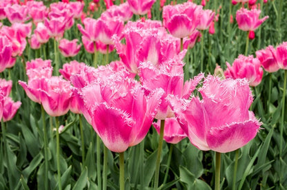 Tulipa 'Fancy Frills' - 5 bulbs