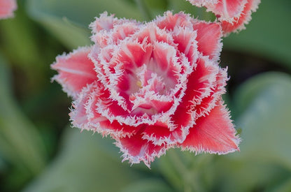 Tulipa 'Queensland' - 5 bulbs