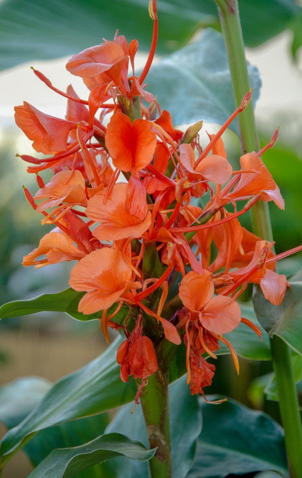 Hedychium greenii (Red Leaf Ginger Lily)-  3 bulbs