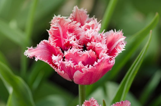 Tulipa 'Queensland' - 5 bulbs